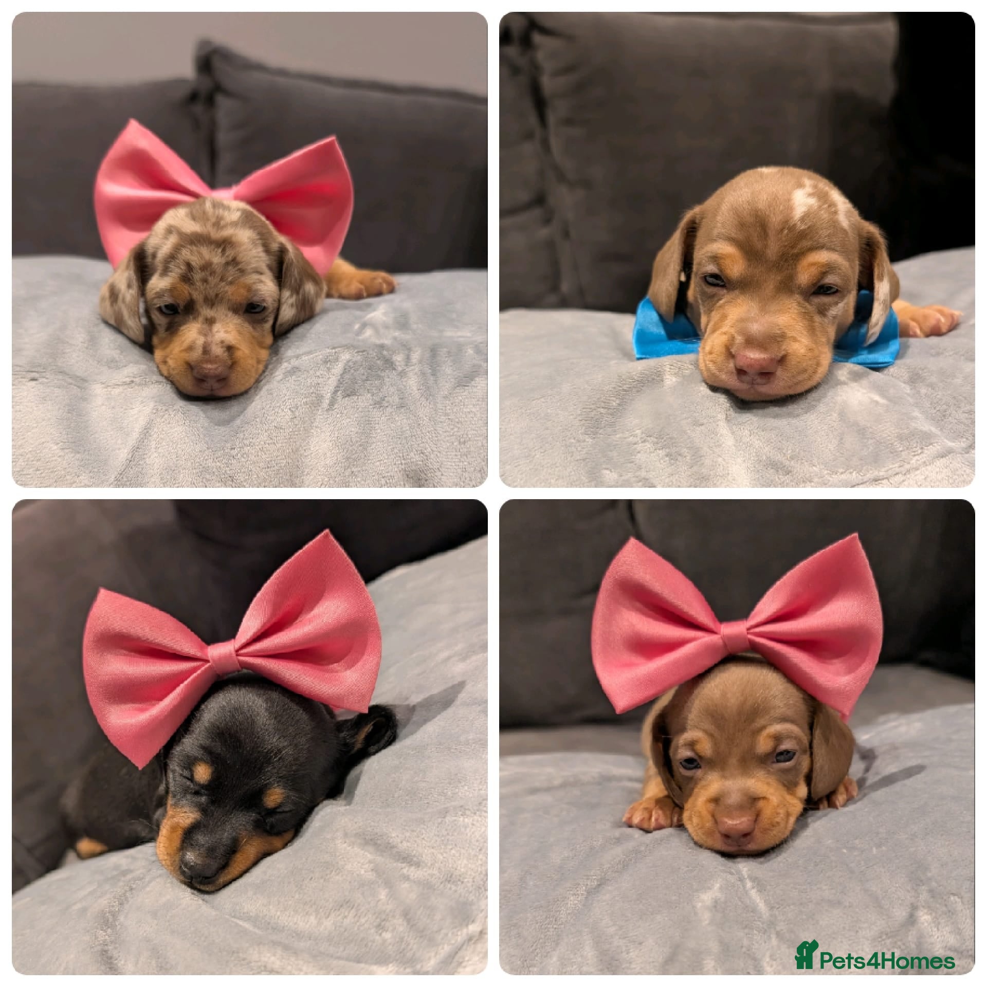 Miniature Dachshund dogs miniature dachshund puppies litter of 5 in Huntingdon - Advert 1