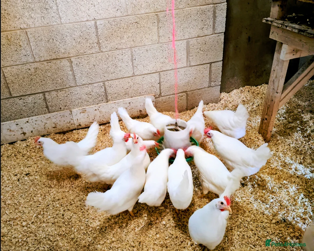 Chickens poultry for sale: Point of lay white stars  - Advert 2