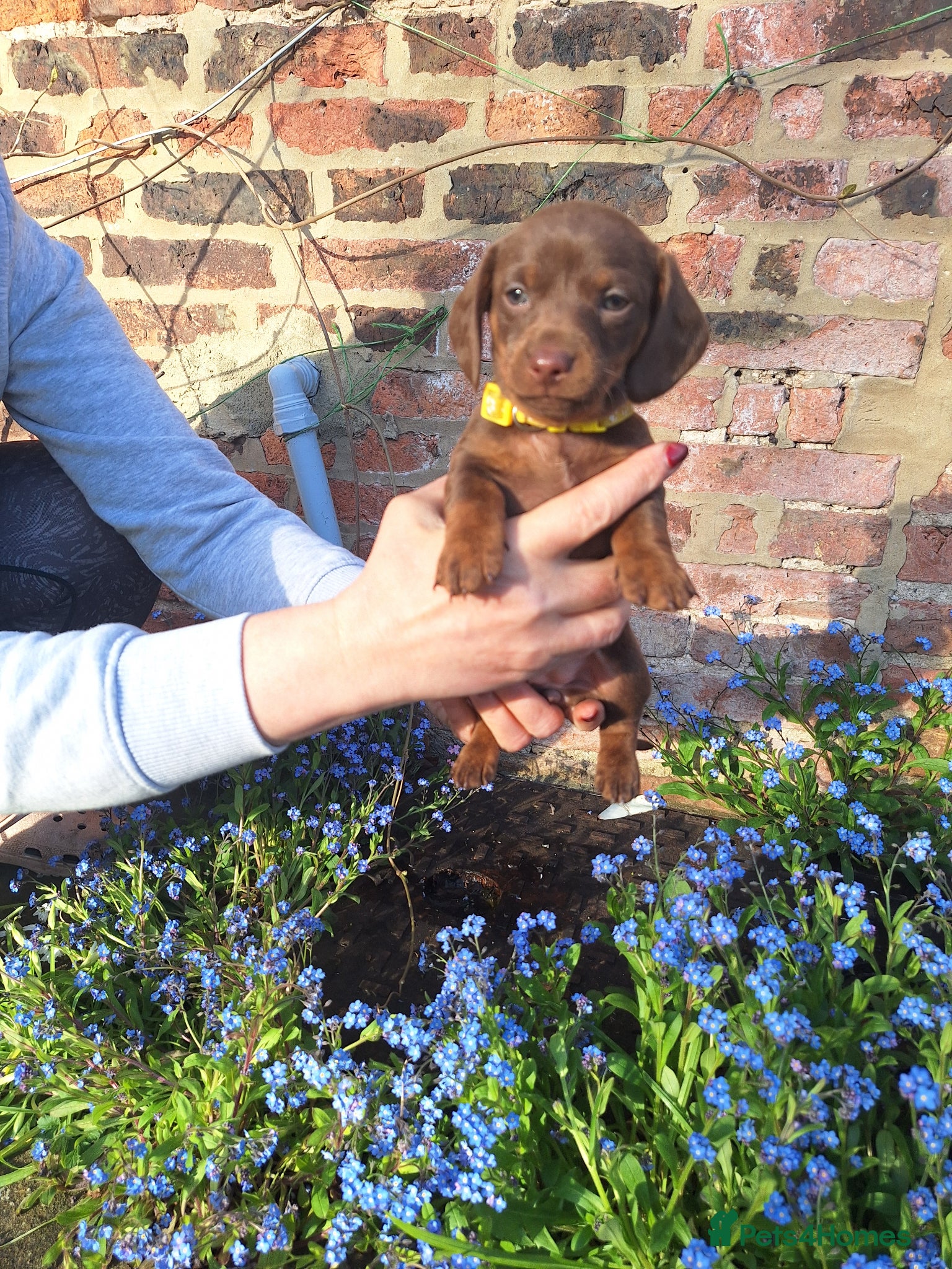 Miniature Dachshund dogs Rare rainbow litter - Advert 1
