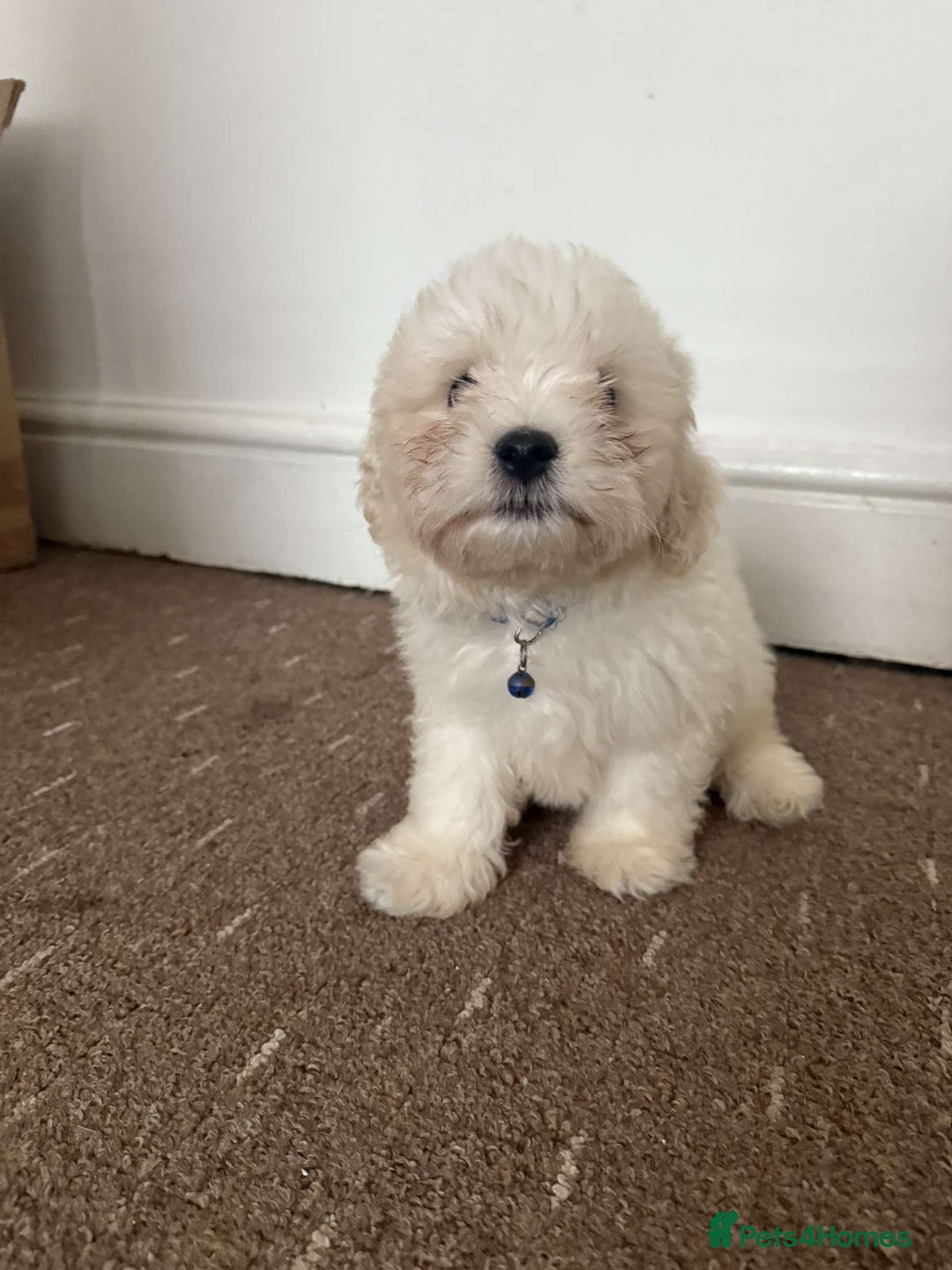 Bichon Frise dogs for sale: Bichon frise Puppy 🐶💎💎 - Image 6