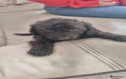 Cavapoo dogs for sale: Last pup remaining - Image 5