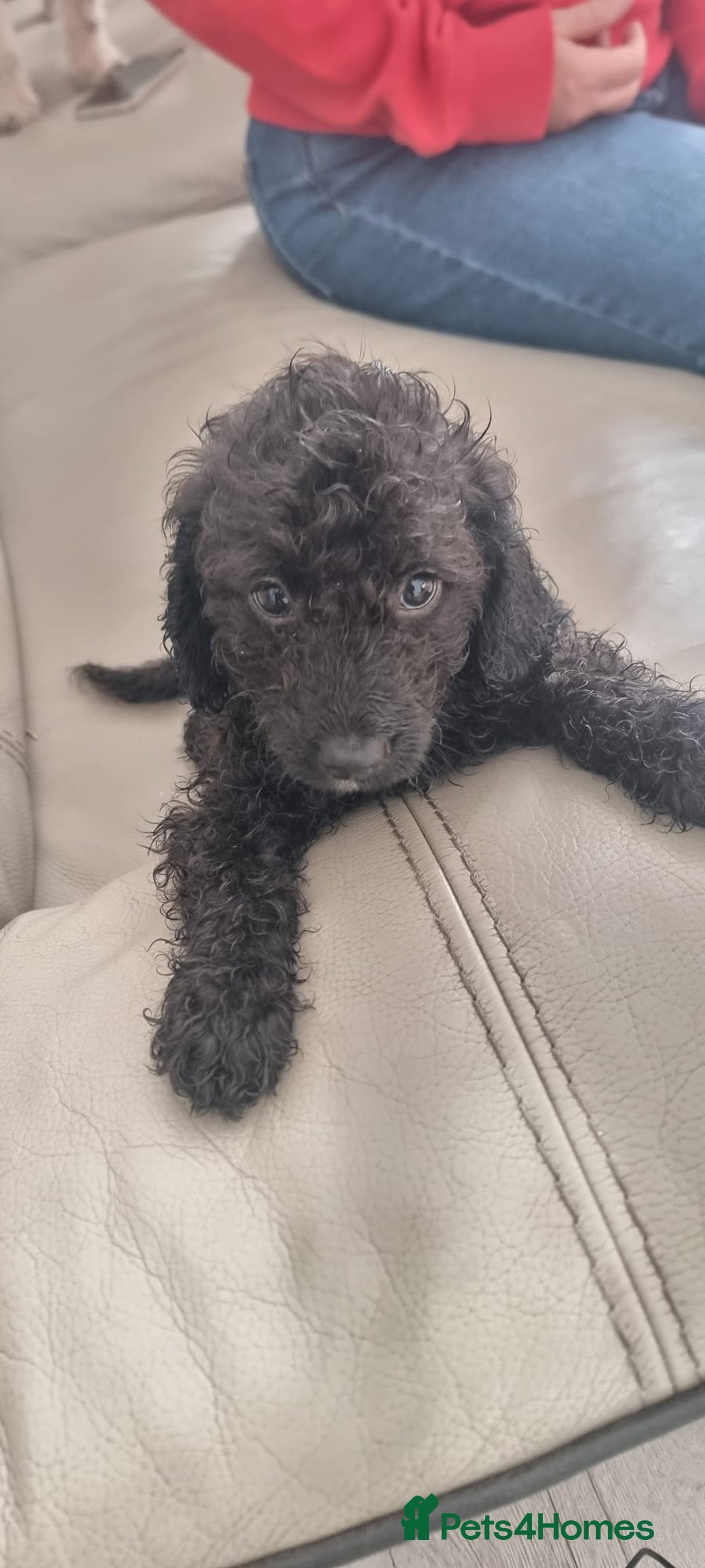 Cavapoo dogs for sale: Last pup remaining - Image 5