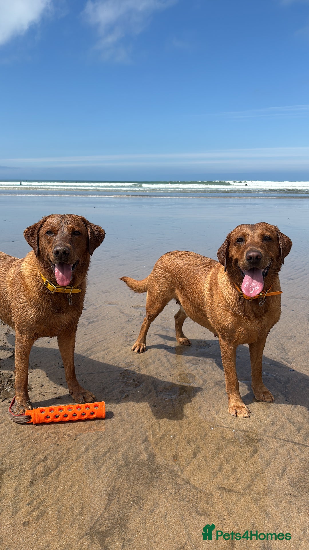 Labrador Retriever dogs for sale: DUE MID-JANUARY. Fox Red Labrador puppies.  - Advert 4