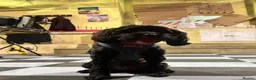 Cavapoo dogs for sale: 6 yr old Cavapoo boy - Advert 2