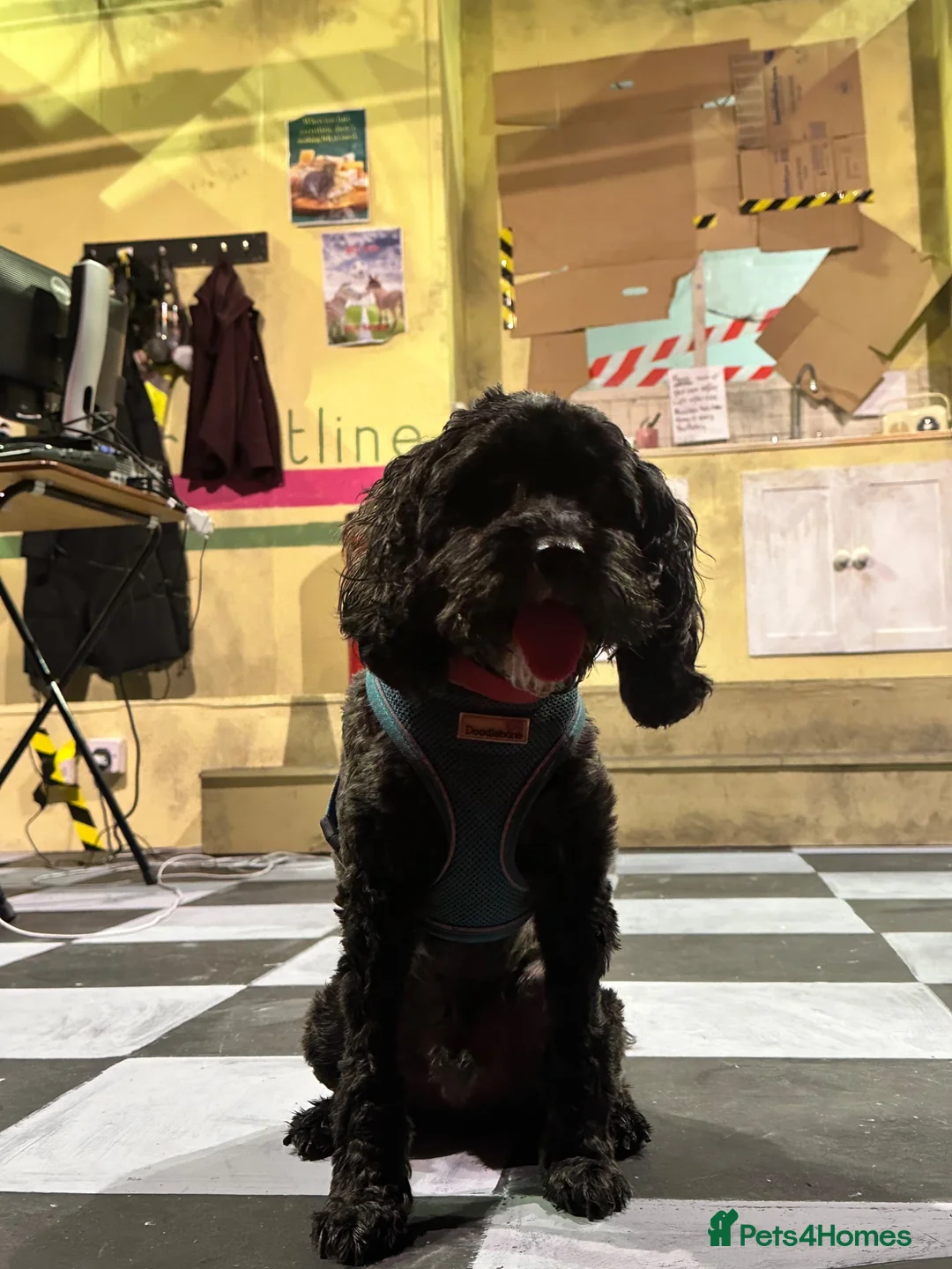 Cavapoo dogs for sale: 6 yr old Cavapoo boy - Advert 2