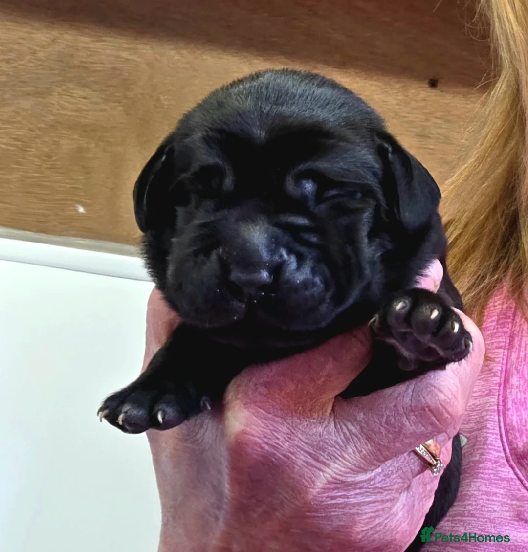 Labrador Retriever dogs for sale: Beautiful Black Labrador Puppies  - Advert 2