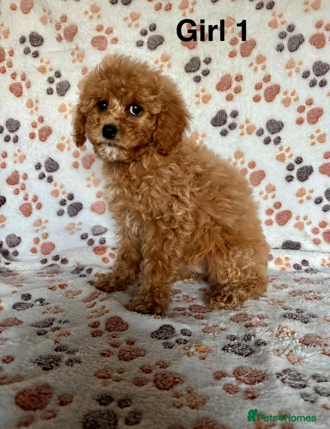 Cavapoo dogs for sale: Beautiful red Cavapoos  in Sheerness - Advert 12