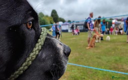 Mixed Breed dogs for sale: Tyson - experienced owner needed - Image 2