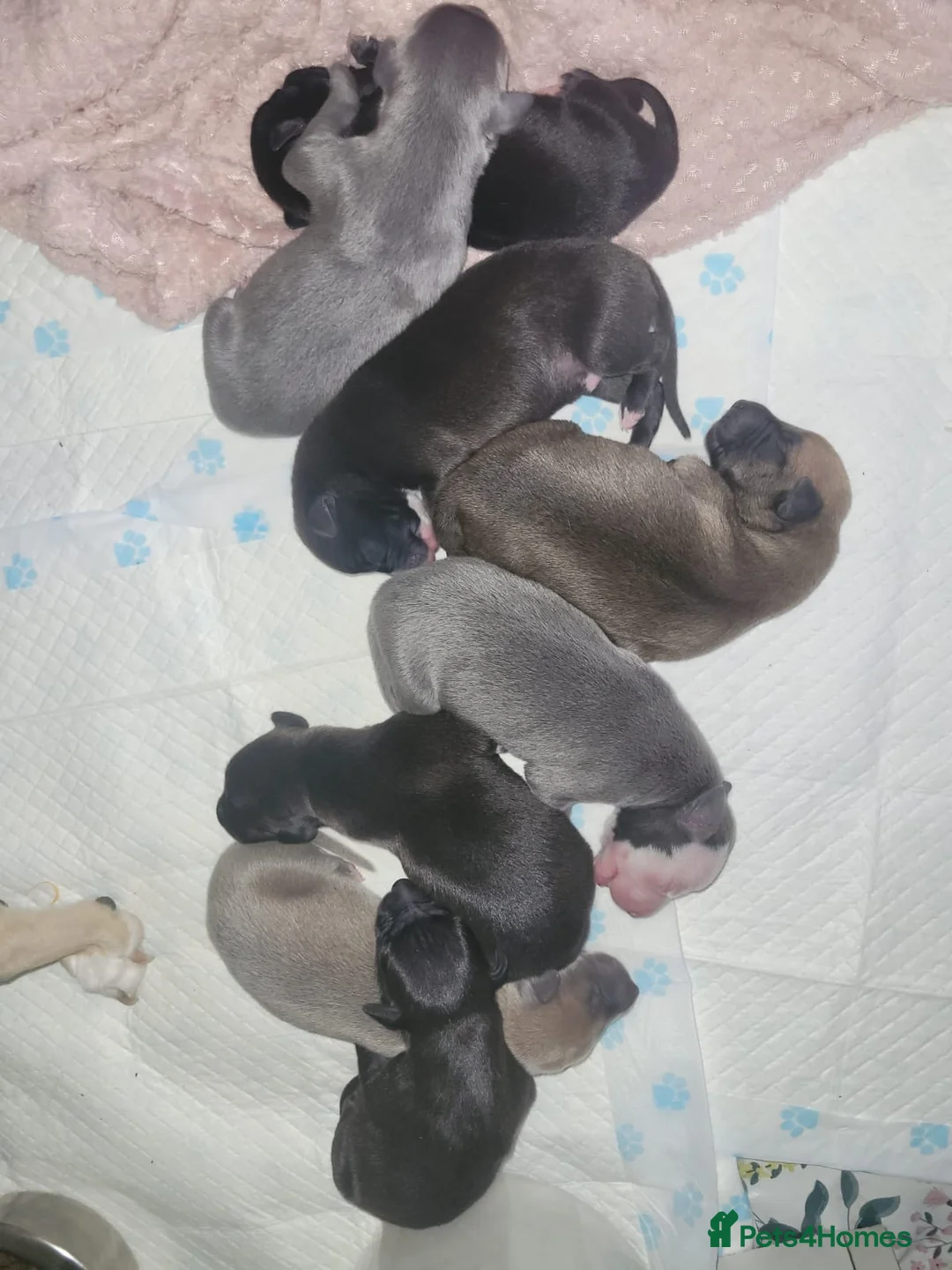 Whippet dogs for stud: KC Registered Blue Whippet Proven Stud Dog in Barnsley - Advert 16