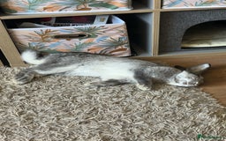 Mixed Breed rabbits for sale: Oliver. 10 months.  Neutered n vaccinated - Image 2