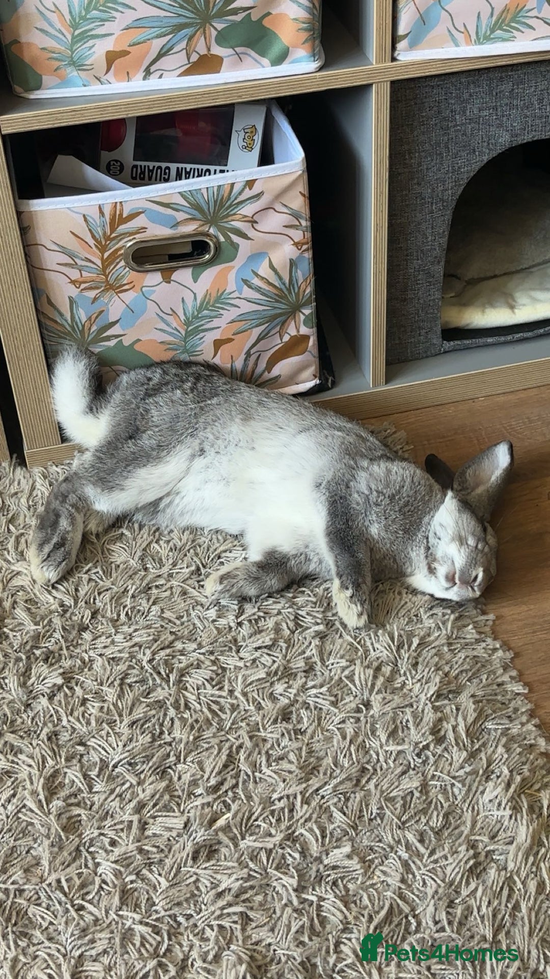 Mixed Breed rabbits for sale: Oliver. 10 months.  Neutered n vaccinated - Image 2