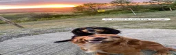 Cocker Spaniel dogs for sale: KC Reg Health Certifited Cocker Spaniels - Advert 11