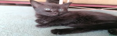 Domestic Shorthair Kitten 2