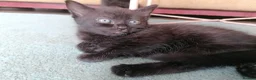 Domestic Shorthair cats for sale: 3 adorable kittens for sale  - Advert 23