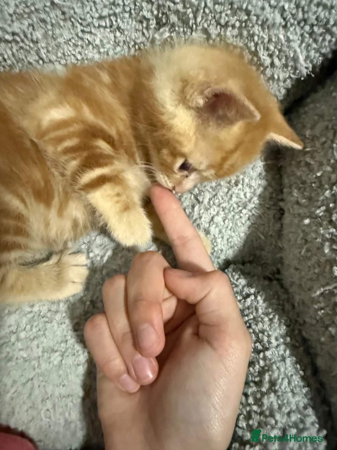 Mixed Breed cats for sale: Beautiful Ginger Boy Kitten 🧡 in Eastbourne - Advert 2