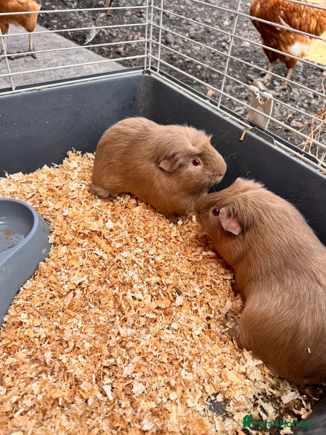 Guinea Pig rodents for sale: 2 beautiful brothers  - Image 1