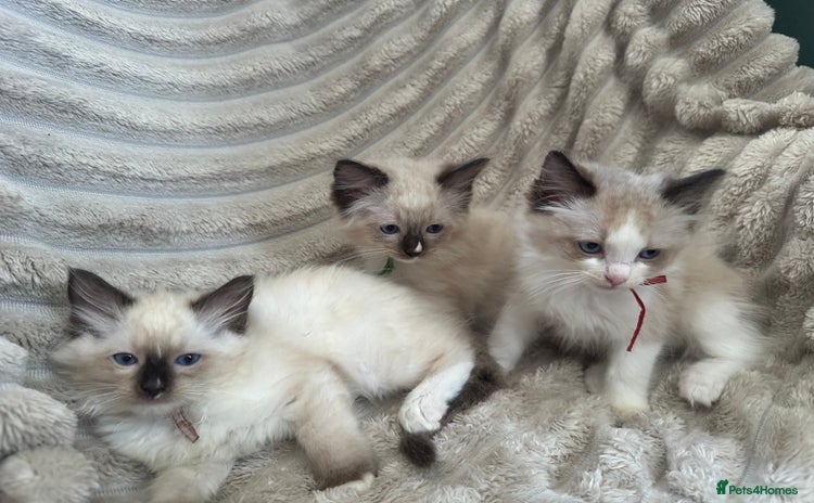 Ragdoll cats - Advert 14