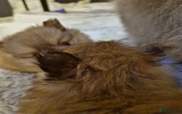 Pomeranian dogs for sale: 5 short snout teddy pom babies  - Image 14