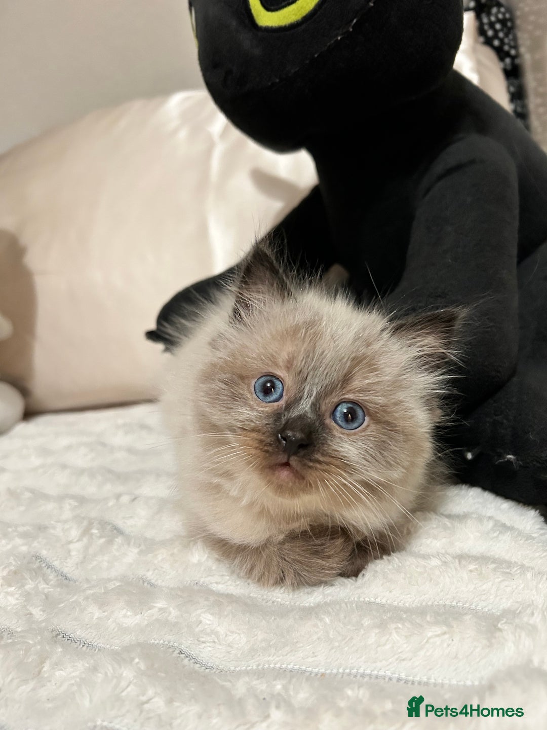 Ragdoll cats for sale: Ragdoll Kittens  - Advert 2