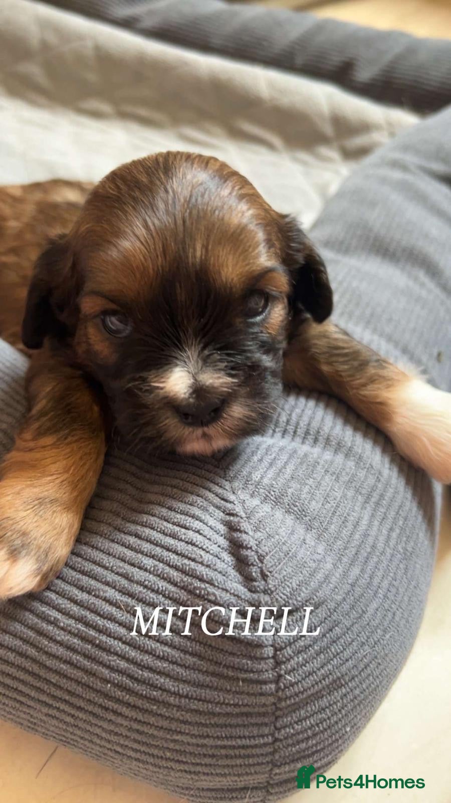 Cava Tzu dogs Gorgeous F1 Cava tzu puppies  - Advert 1