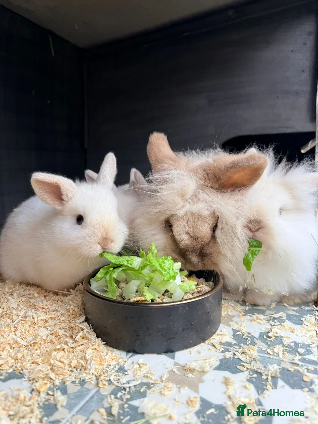 Mini Lion Lop rabbits for sale: Stunning Mini LionLops for Sale  - Advert 12