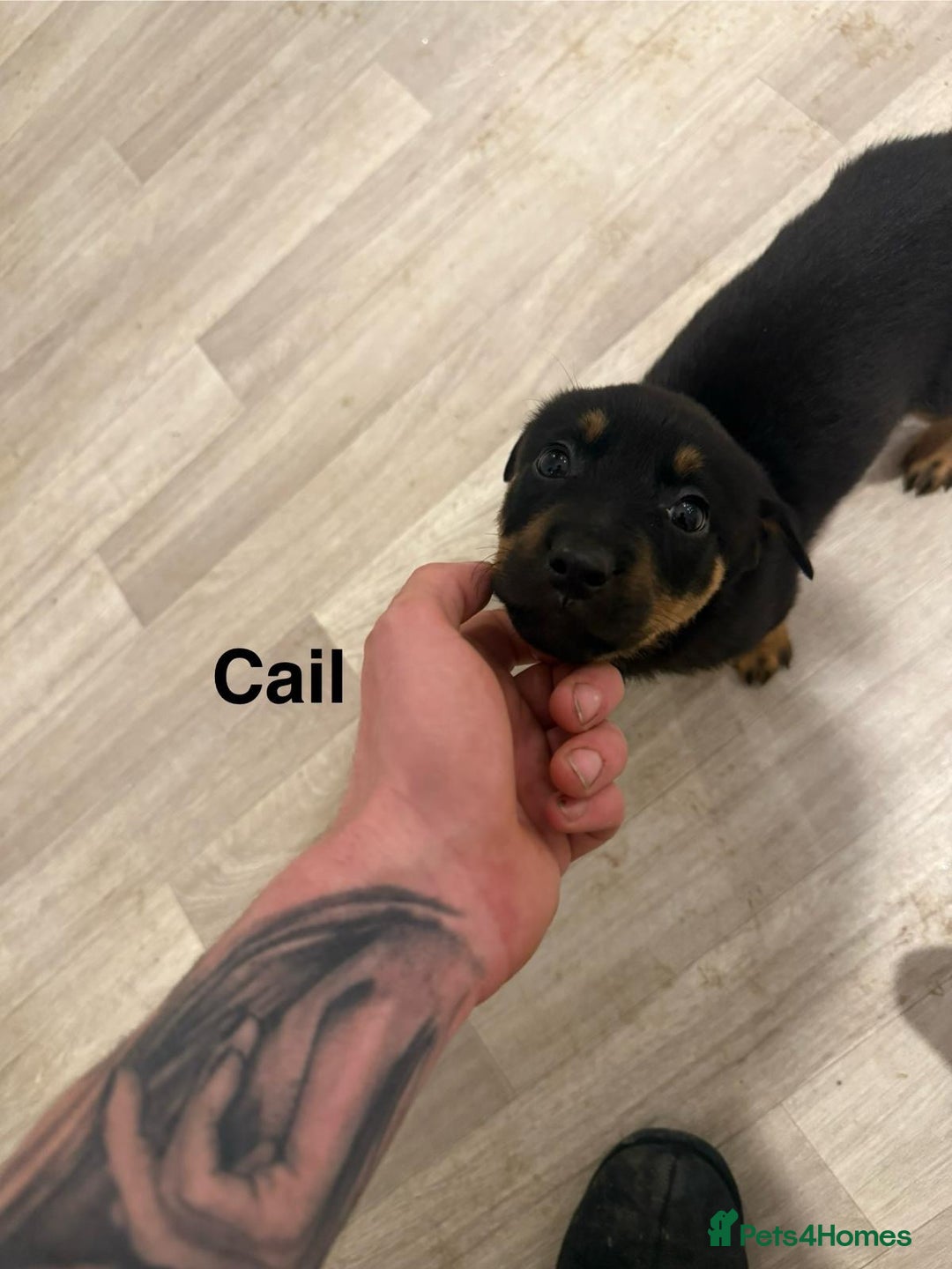 Mixed Breed dogs for sale: German shepherd x Rottweiler dogs for sale  - Advert 5