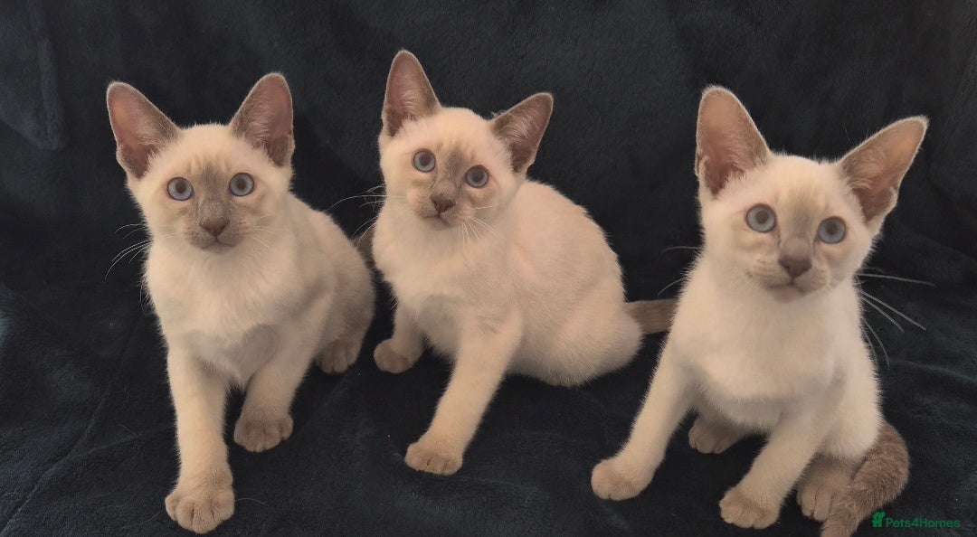 Siamese cats The Best Traditional Siamese Kittens - Advert 3