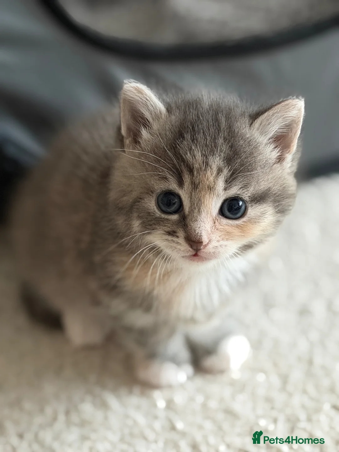 Mixed Breed cats for sale: ♥️ Last fluffy kitten remaining ♥️  - Advert 2