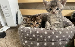 Munchkin cats for sale: Munchkin kittens for sale - Image 26
