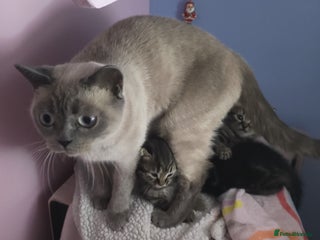 Mixed Breed cats 3 british short hair mixed kittens - Advert 3