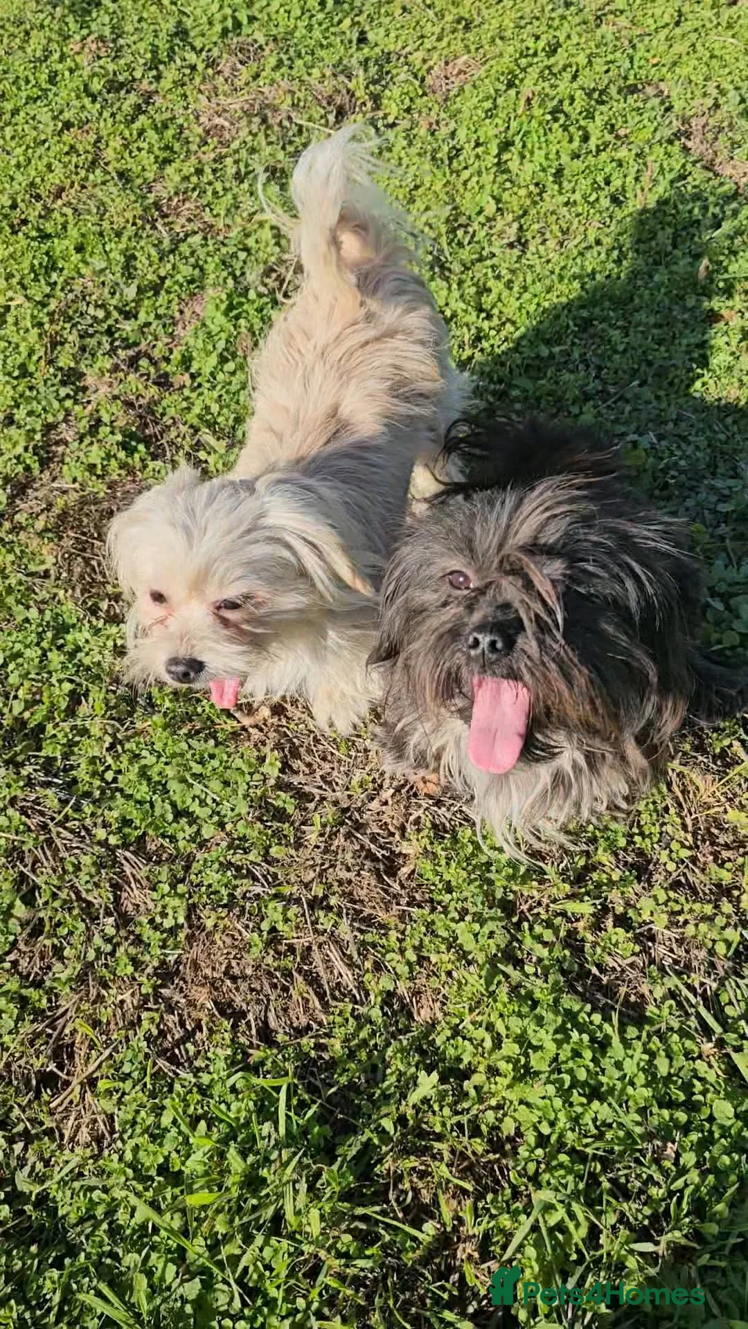 Mixed Breed dogs for adoption: Kosmo and Nora - Advert 1