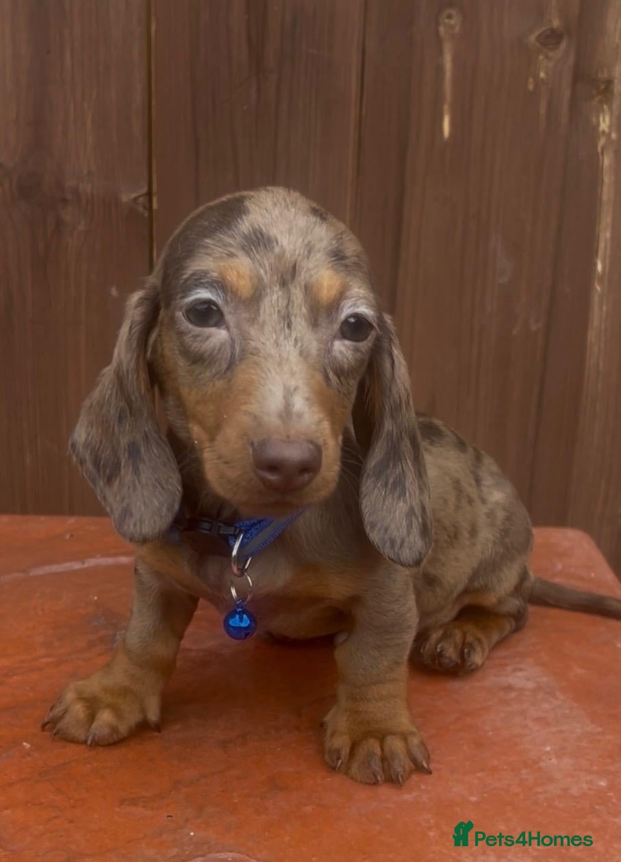 Miniature Dachshund dogs Mini dachshund male - Advert 17