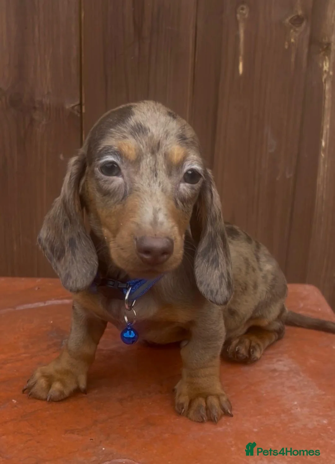 Miniature Dachshund dogs for sale: Mini dachshund male - Advert 1