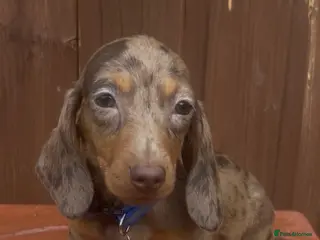 Miniature Dachshund dogs Mini dachshund male - Advert 17