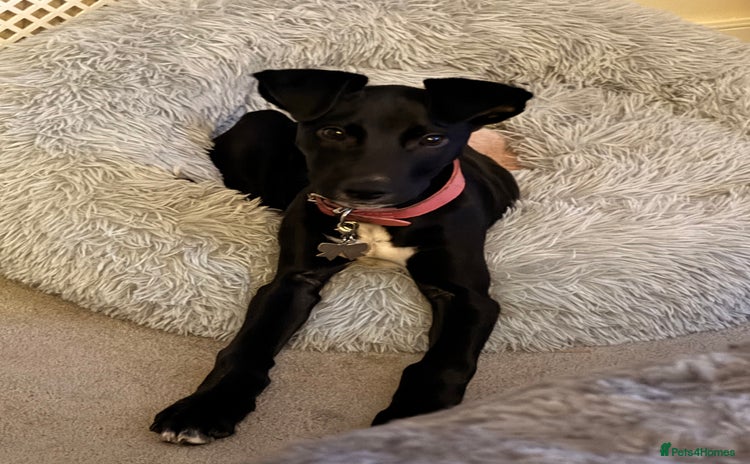 Lurcher dogs Black lurcher bitch puppy - Advert 11