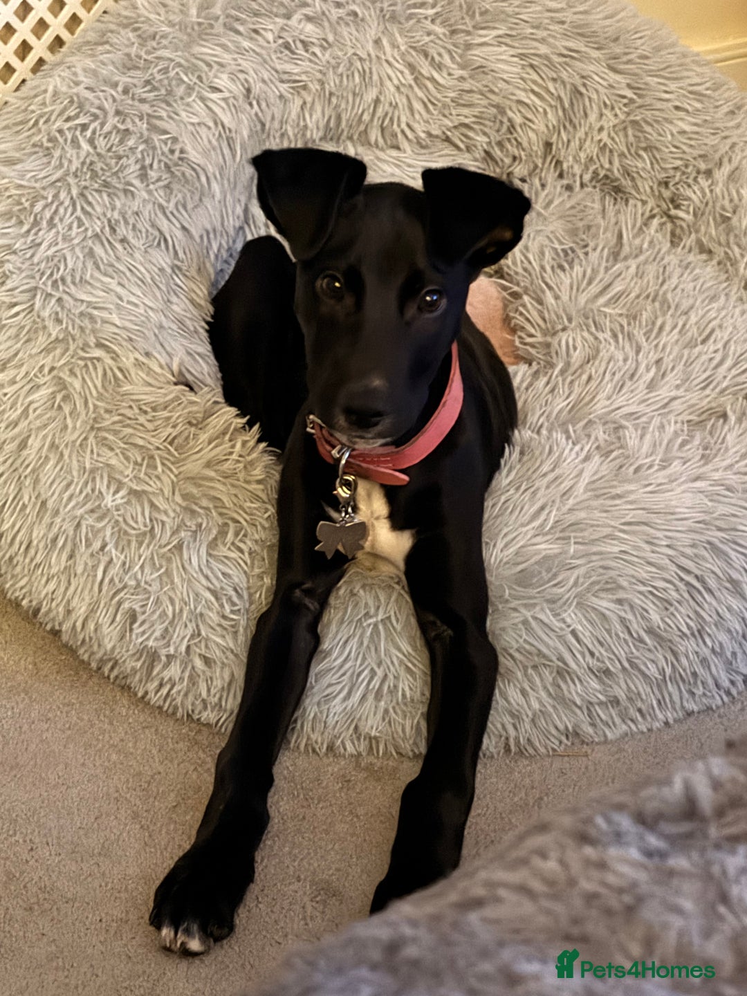 Lurcher dogs for sale: Black lurcher bitch puppy - Advert 1