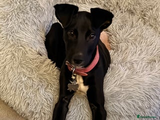 Lurcher dogs for sale: Black lurcher bitch puppy - Advert 1