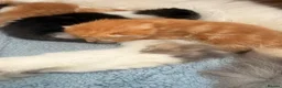 Maine Coon cats for sale: Maine coone cross kittens  - Advert 17