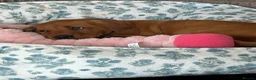 Labrador Retriever dogs for sale: Red fox lab puppy  - Advert 12