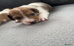 Jack Russell dogs for sale: One boy and one girl Jack Russell left  - Image 18