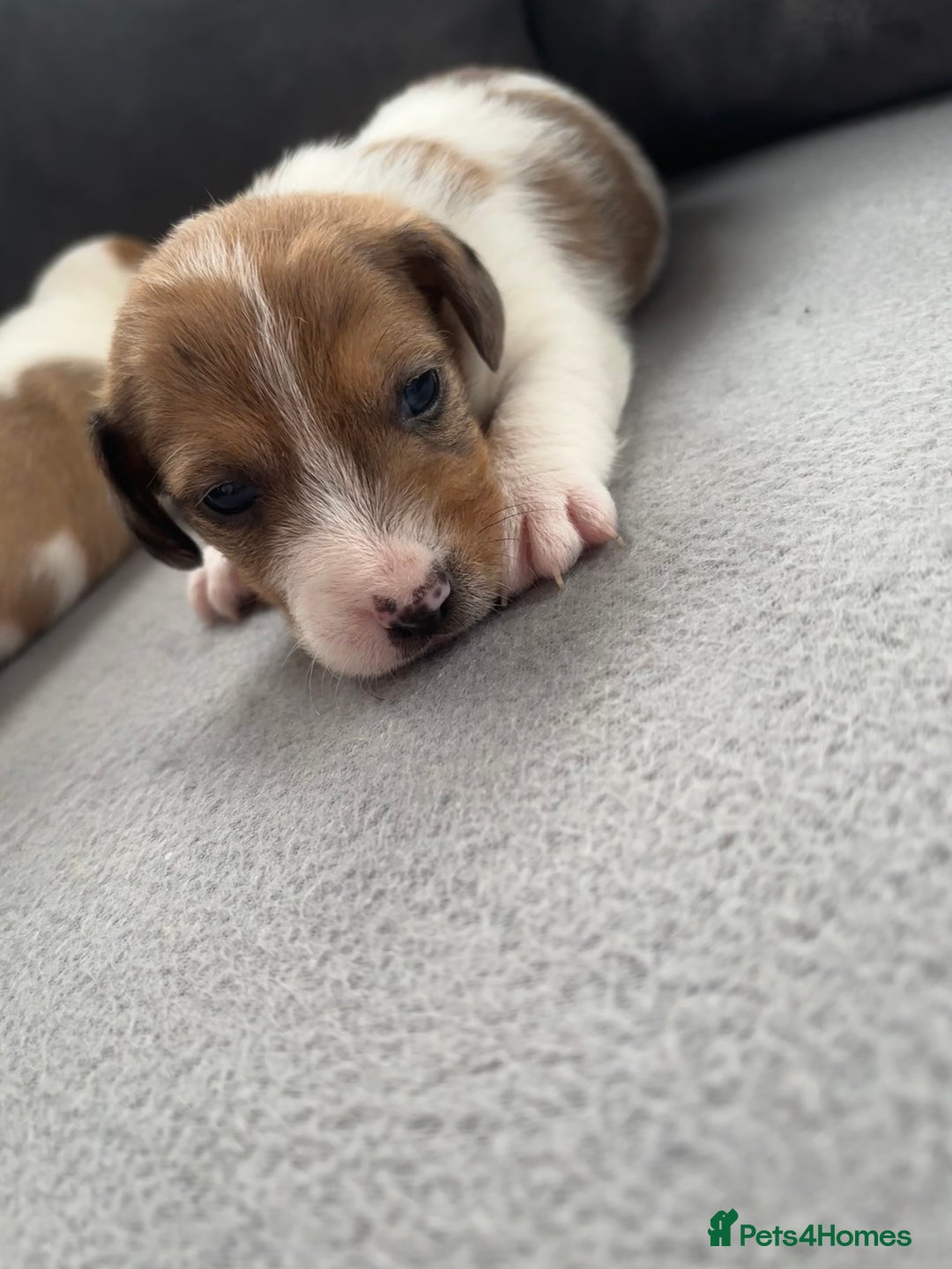 Jack Russell dogs for sale: One boy and one girl Jack Russell left  - Image 18