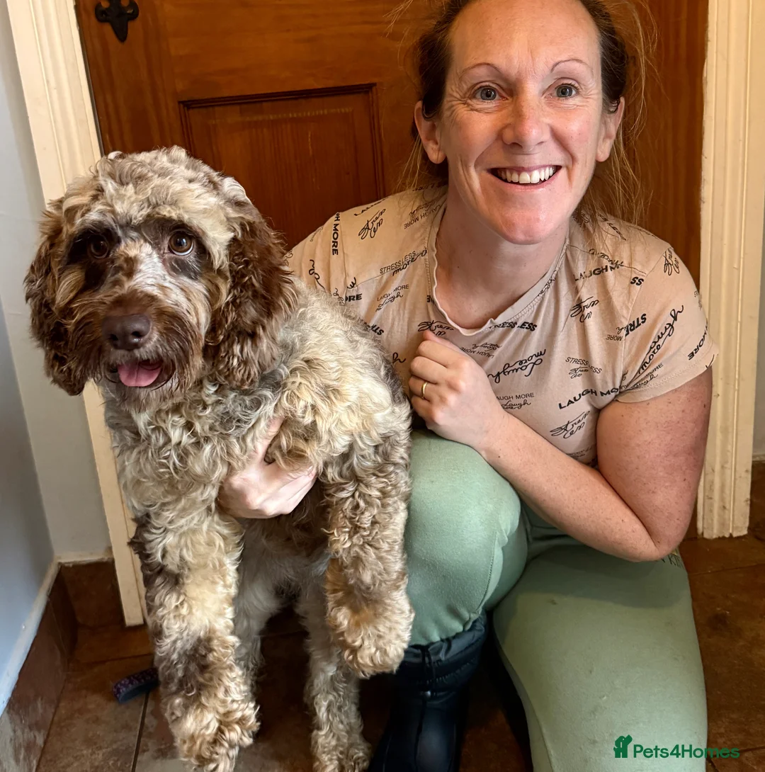 Cockapoo dogs for sale: Chocolate merl and tan point American cockapoo  - Advert 8