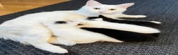 Mixed Breed cats for sale: Adorable Kittens for Sale – Raised with Kids! 🐾 - Advert 5