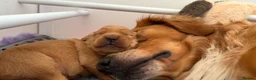 Golden Retriever dogs for sale: KC reg working golden retriever boys  - Advert 36