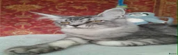 Maine Coon cats for sale: Black silver mackerel poly Girls TICA maine coon - Advert 4