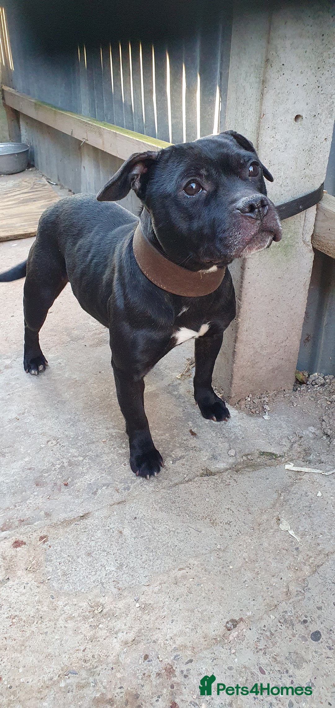 Staffordshire Bull Terrier dogs for sale: Black Staffordshire bull terrier  - Image 5