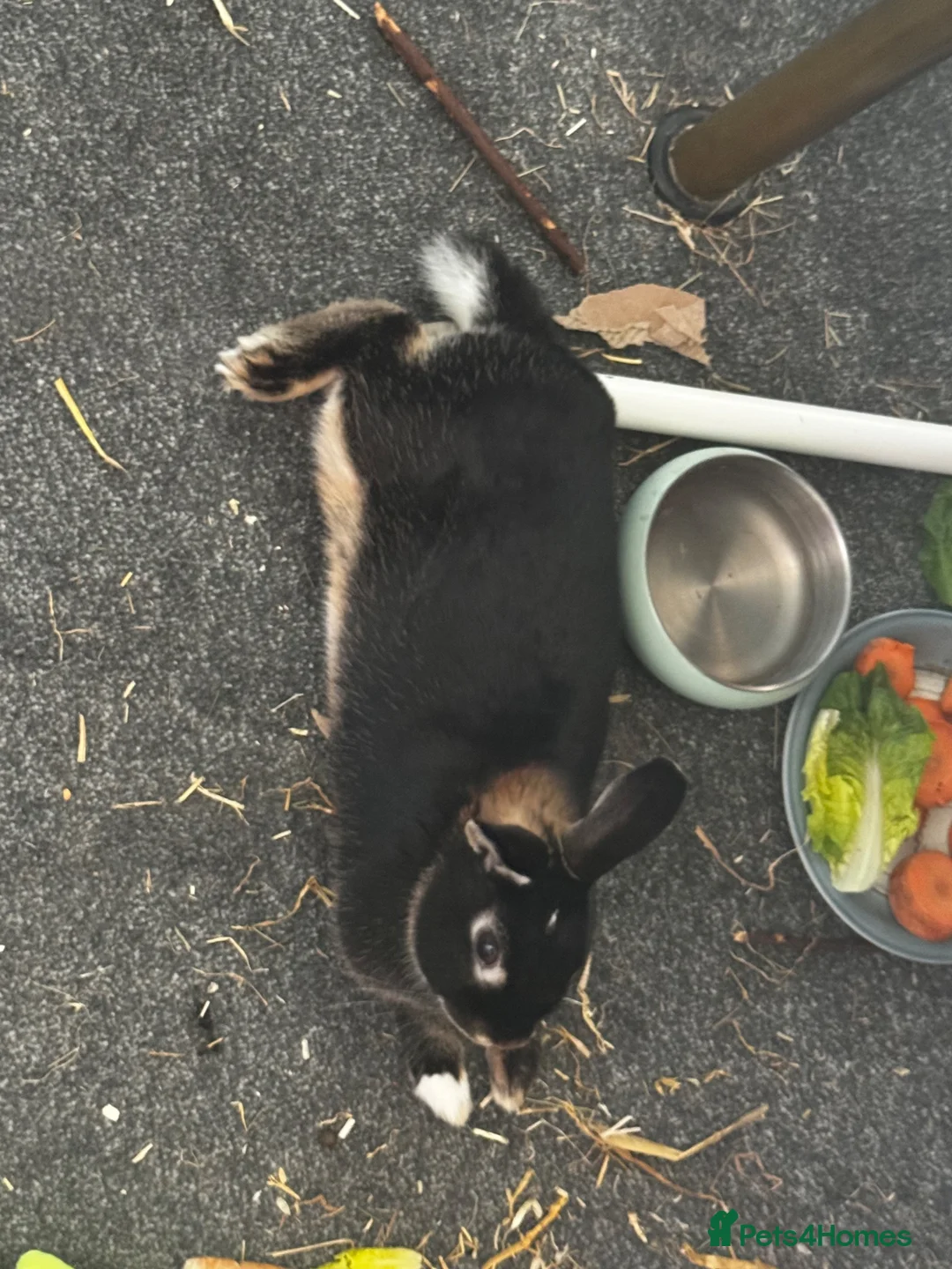 Mixed Breed rabbits for sale: Bunny for sale  - Advert 2