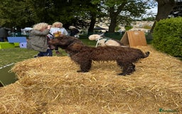 Cockapoo dogs for sale: Beautiful little cockapoo Ruby seeking a new home  - Image 16