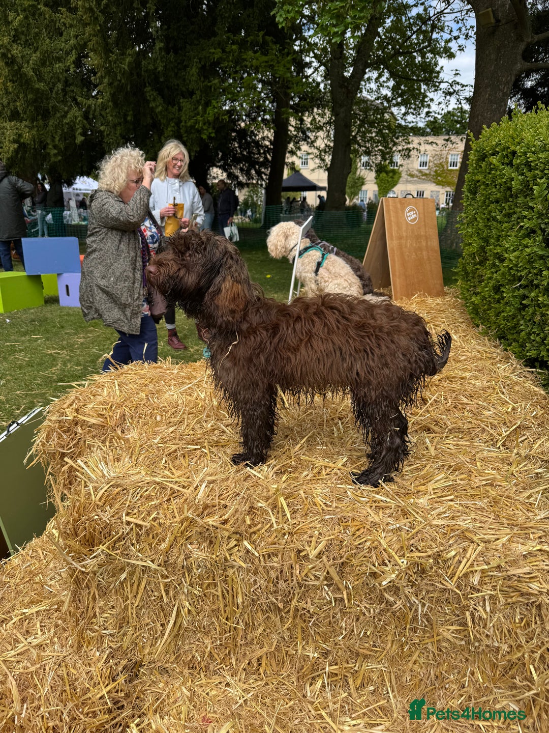 Cockapoo dogs for sale: Beautiful little cockapoo Ruby seeking a new home  - Image 16