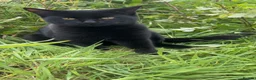 Domestic Shorthair cats for sale: Black velvet kittens  in Newton Stewart - Advert 2